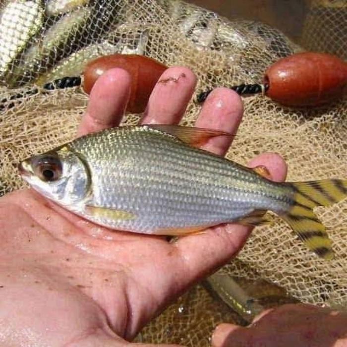 Ikan Yellow Feifeng Yff -Gratisongkir