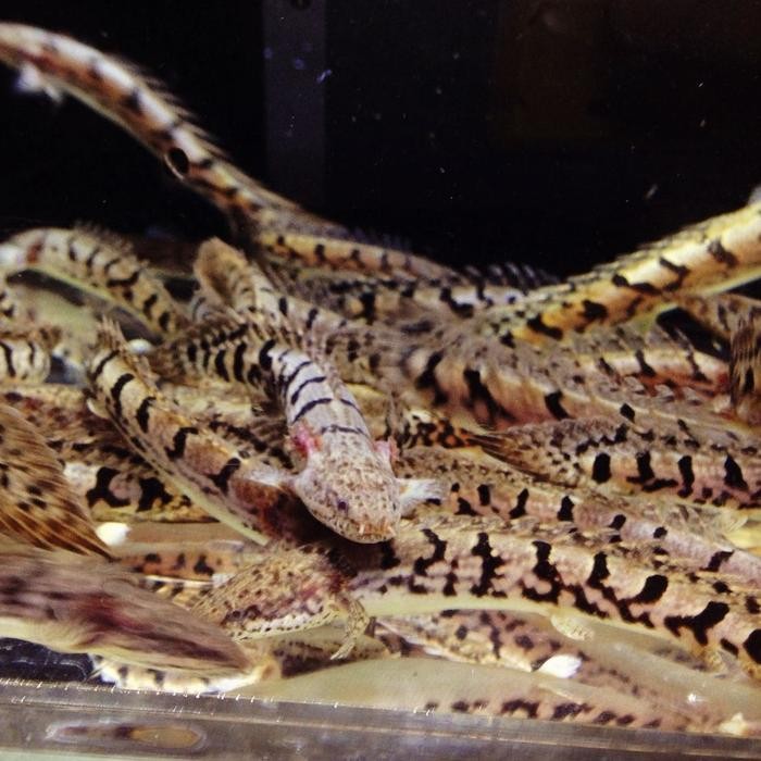 Palmas Delhezi Royal Good Marking Size 15-16 Cm -Gratisongkir