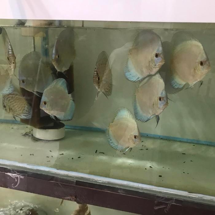 Discus Blue 3 In And Up -Gratisongkir