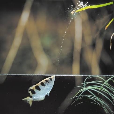 Archer Fish Sumpit Freshwater -Gratisongkir