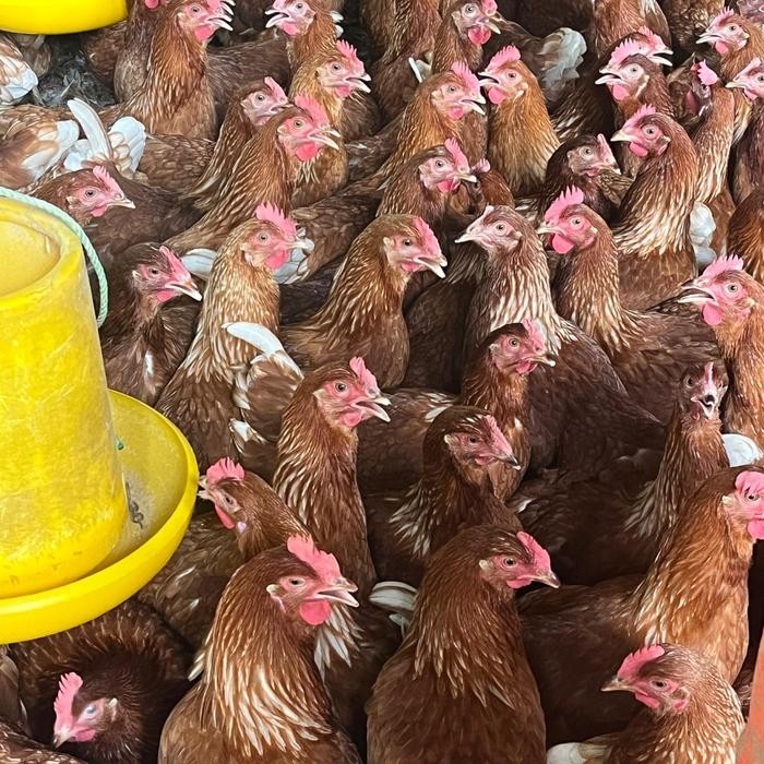 Ayam Petelur Siap Bertelur Sudah Vaksin -Gratisongkir