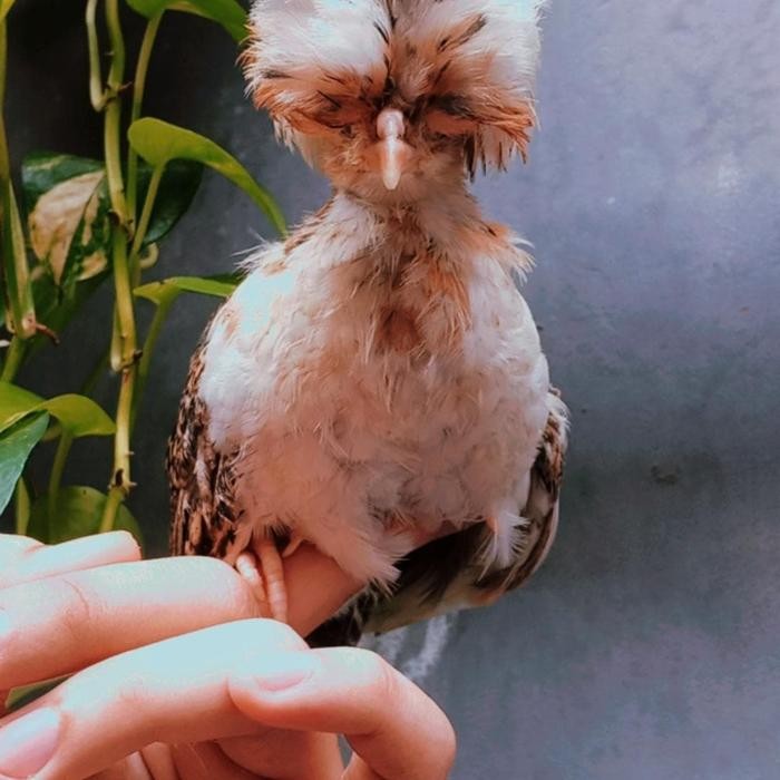 Ayam Polandia -. Ayam Polish - Ayam Hias -Gratisongkir