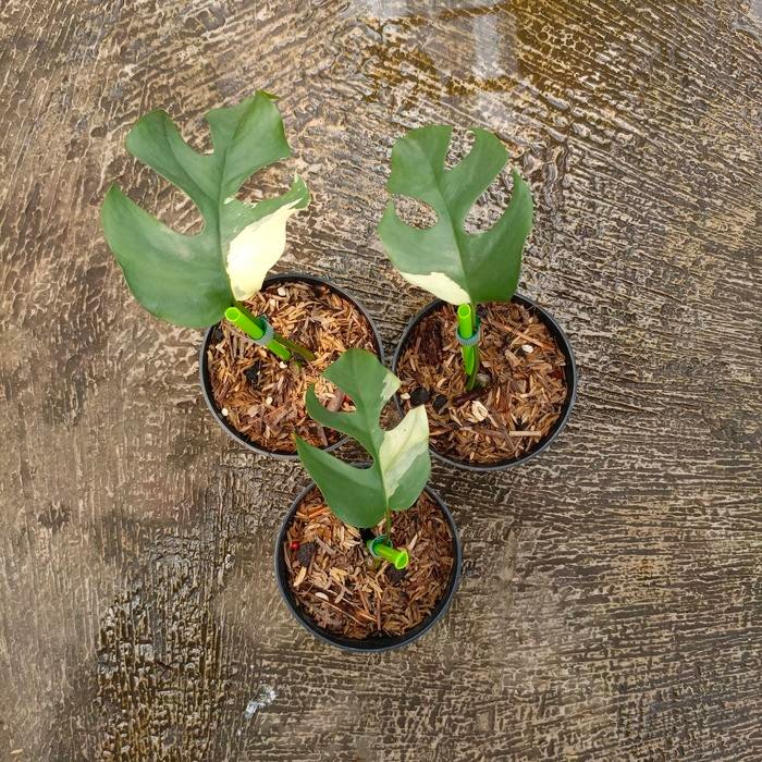 Rhaphidophora Tetrasperma Variegated - Monstera Mini Variegata