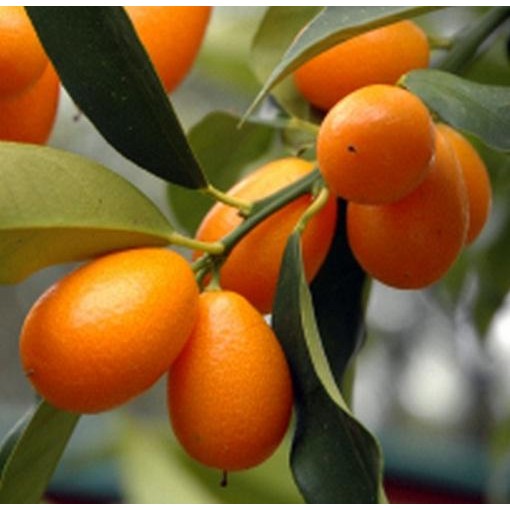 

ORIGINAL jeruk nagami/kumquat READY STOCK