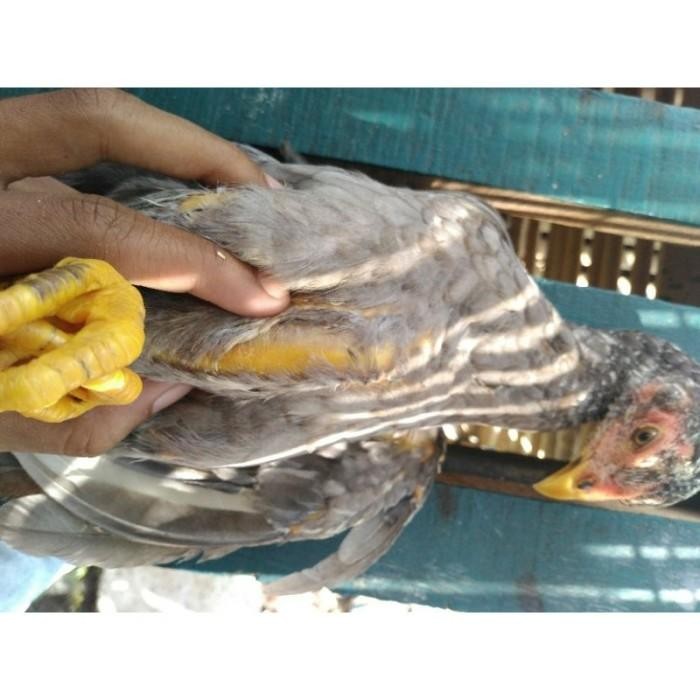 

(Allthebest) AYAM KAMPUNG SMALL 500-600 gr