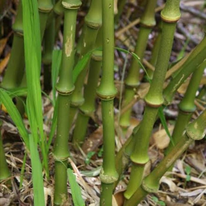 bibit bambu cendani unggul