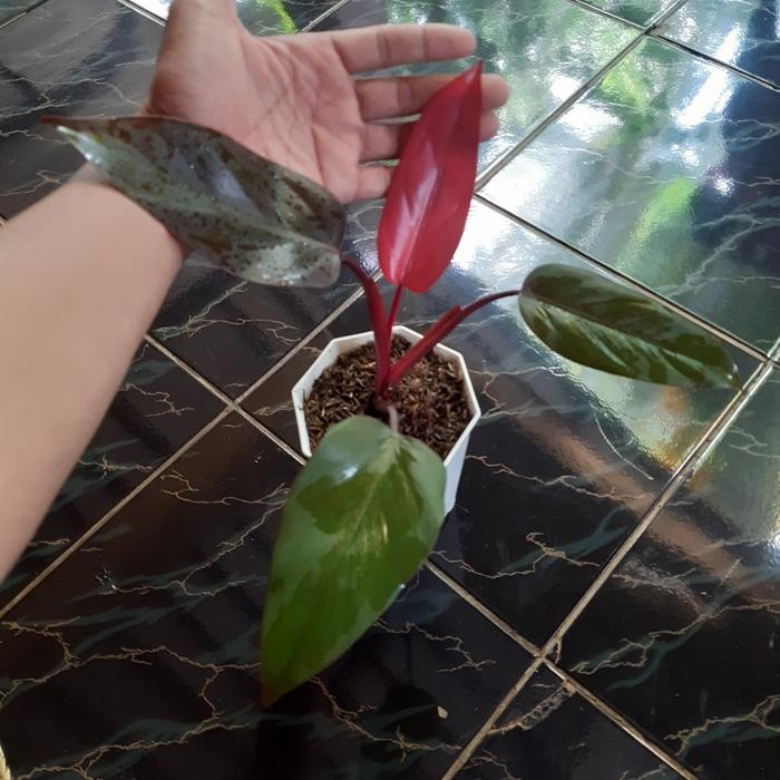 Tanaman Hias Langka Philodendron Pink Dark Lor Sale