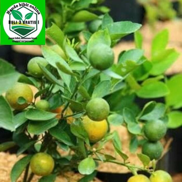 bibit jeruk limau/limo berbuah-pohon jeruk sambal sudah berbuah
