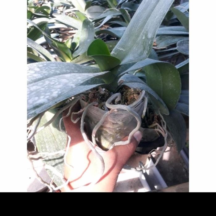 anggrek bulan jumbo dewasa