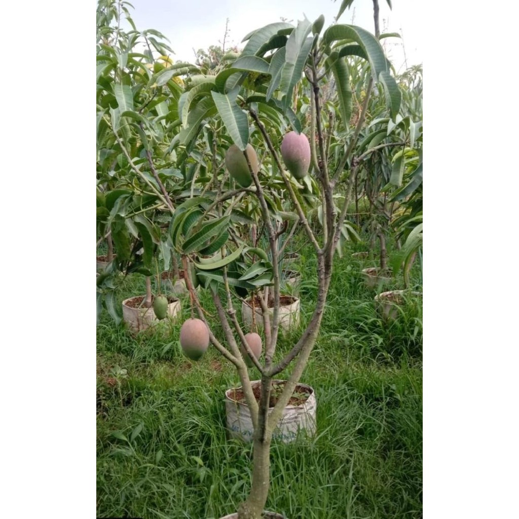 pohon mangga miyazaki