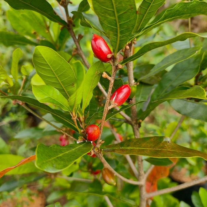 pohon buah magic fruit buah ajaib sudah berbuah tabulampot