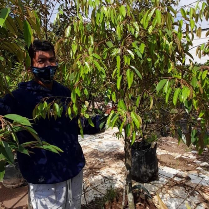  pohon durian musangking / bawor tinggi 2 meter