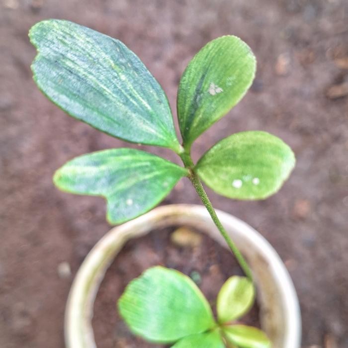 zamia furfuracea variegata bibit original tanaman varigata tanaman hias hidup exotic pohon hidup