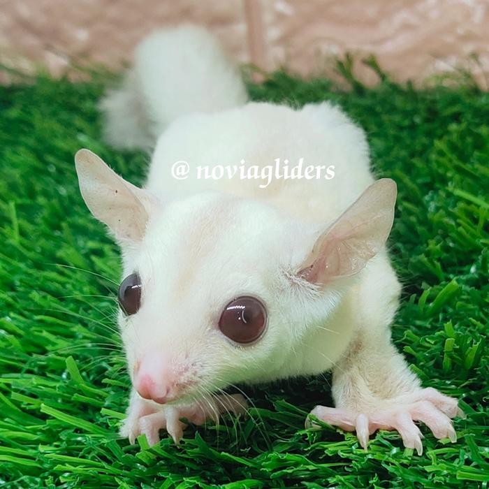 sugar glider creamino
