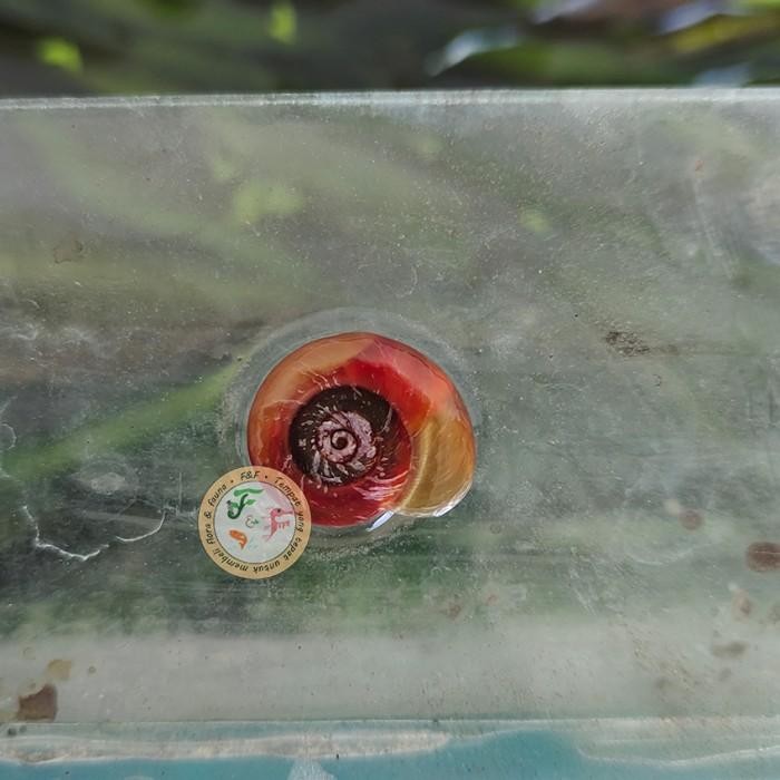 (Allthebest) Keong Ramshorn Aquascape Dewasa, Red Ramshorn Snail, Keong pembersih aquarium/ algae