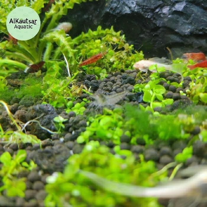 (Allthebest) Udang Hias Amano Sulawesi/Sule