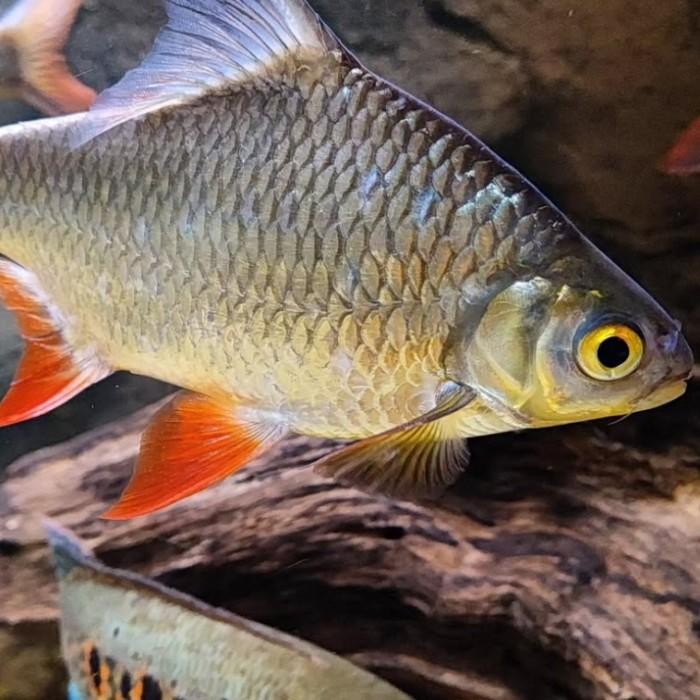 (Allthebest) ikan Kaviat hijau sirip merah, Green tinfoil barb, Tankmate langka