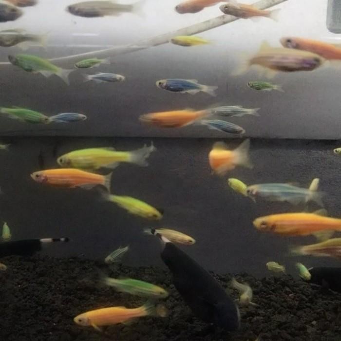 (Allthebest) Ikan Zebra Danio Hijau Pink Violet Biru Green Apple Aquascape