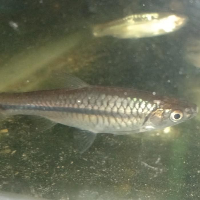 (Allthebest) ikan wader pari hidup,4-5cm