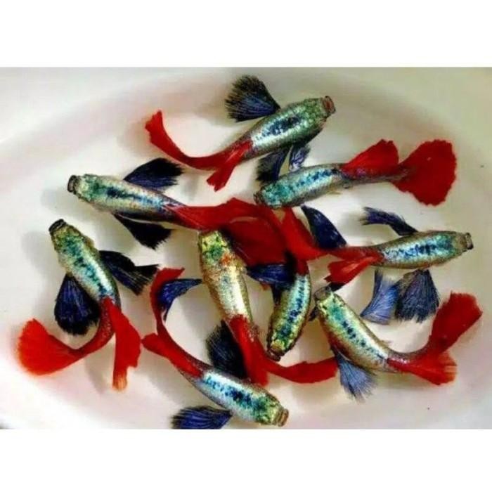 (Allthebest) ikan hias guppy PRTDE platinum red tail dumbo ear siap kawini