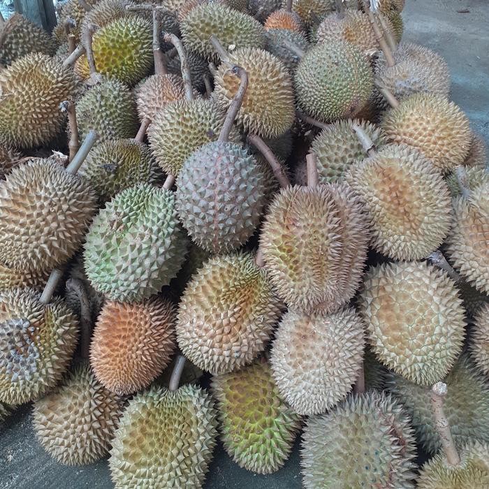 

TERLARIS Durian fresh utuh READY STOCK
