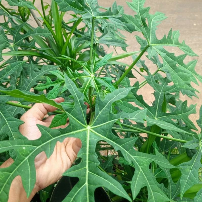 

satu pcs daun pepaya Jepang dipetik saat di pesan