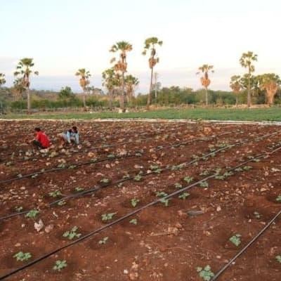 SELANG IRIGASI DRIP BERLUBANG KABAHOSE 5 CM 1 " INCH 100 METER M