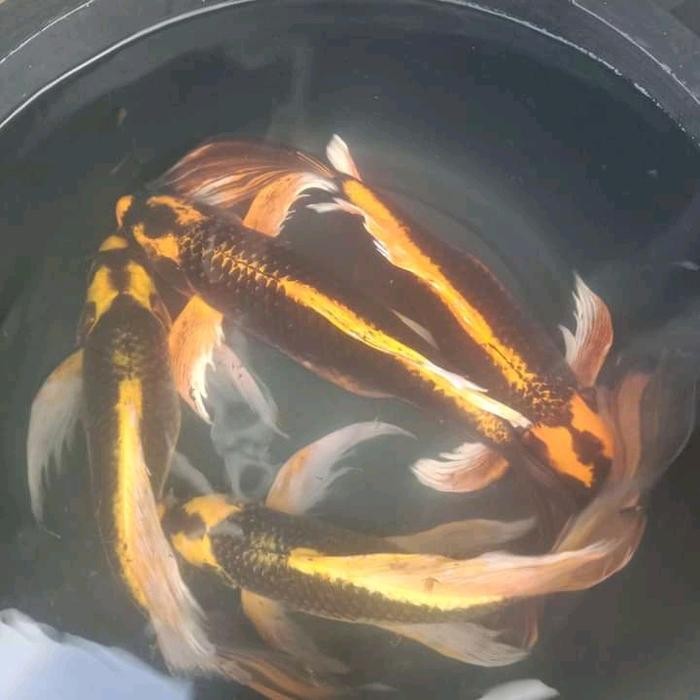 TERSEDIA IKAN KOI KABUTO BANANA DOMAS SLAYER KUMPAY 15-20CM