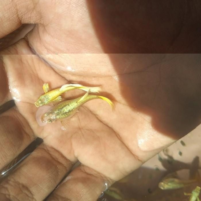 (Allthebest) Guppy Super gold Full gold emas jantan betina Hamil sepasang Grade A