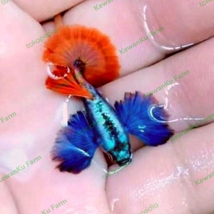 (Allthebest) Guppy PRTDE Platinum Red Tail Dumbo Ear Grade A Sepasang