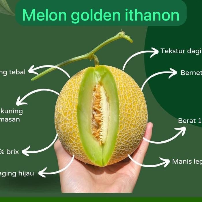 

SIAPKIRIM melon ithanon organikbuah melongolden ithanon Manis READY STOCK