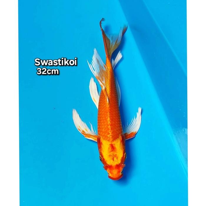 Ikan Koi Blitar Slayer Orenji 32Cm