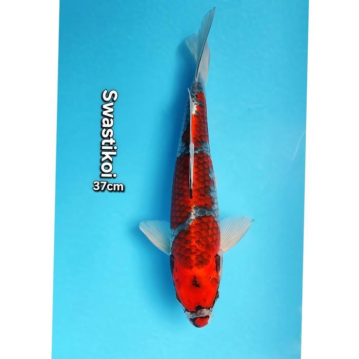 Ikan Koi Blitar Jumbo Goshiki 37Cm