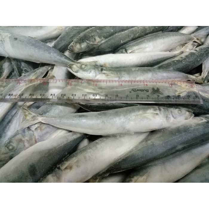 Ikan Layang Cuek 200-250 Beku Per Dus