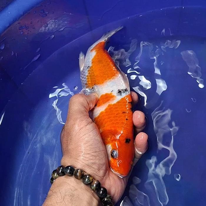 Ikan Koi Blitar Jenis Sanke / Rumah Koi Jakarta / Kode 002