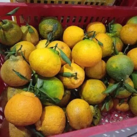 

SIAPKIRIM buah jeruk dekopon 1 kg READY STOCK