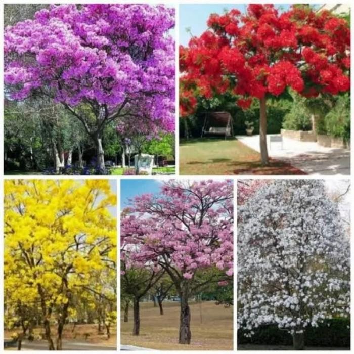 (Allthebest) Tanaman Tabebuya Varian Warna Pohon Tabebuya Bibit Tanaman Tabebuya