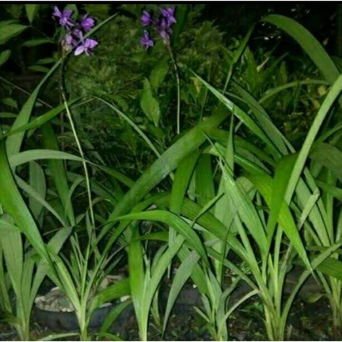 Paket 6 anggrek tanah murah - jenis bunga anggrek tanah - bunga hidup