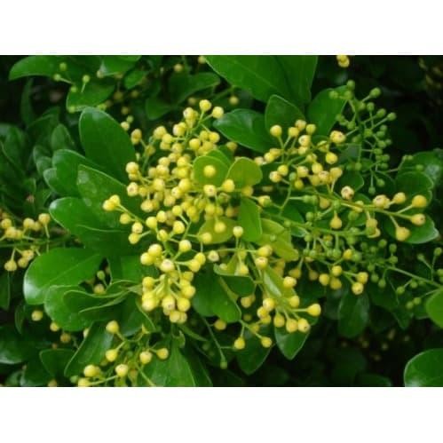 FLOWER TANAMAN PACAR CINA