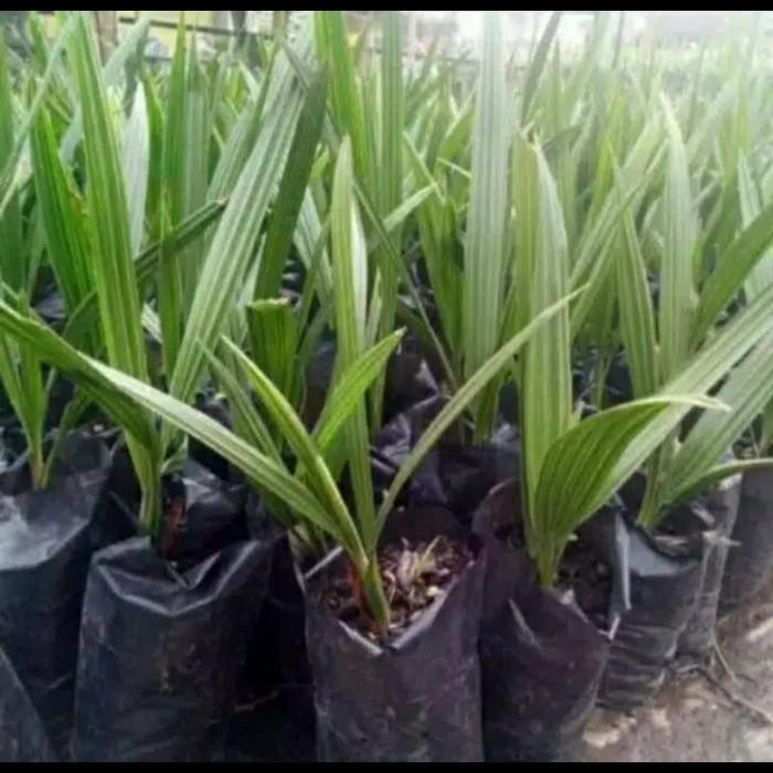 (Allthebest) bibit kurma ajwa kultur jaringan