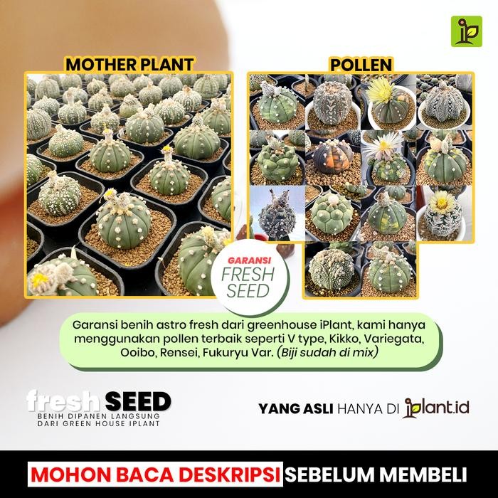 FRESH BENIH BIJI KAKTUS ASTROPHYTUM MIX