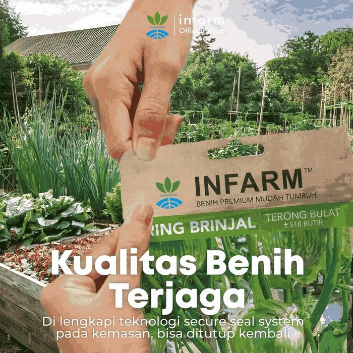INFARM - INFARM- BENIH TERONG LALAP RING BRINJAL BULAT INFARM - HIJAU LURIK BIJI BENIH BUAH TERONG