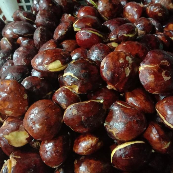 

Diskon! Promo Jengkol Tua Segar 1Kg Siap Masak Harga Murah