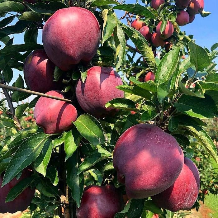 BIBIT TANAMAN APEL MERAH CANGKOK