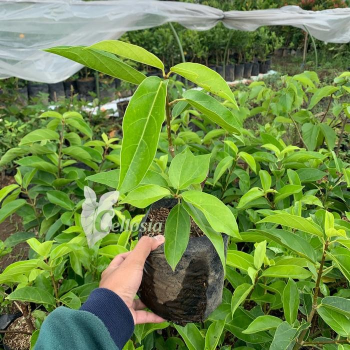 BIBIT TANAMAN CINCAU POHON / CINCAU HIJAU