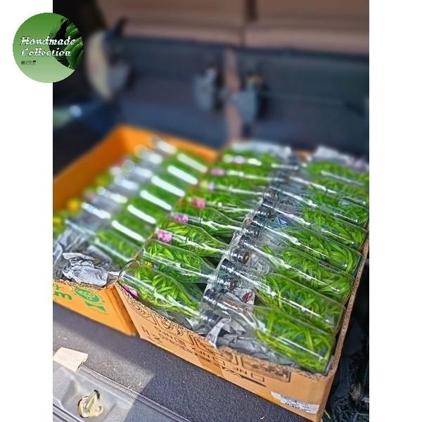 Handmade Collection Anggrek Botolan Siap Tanam BIBIT HYBRIDA Silangan Isi 35 Plant dalam Botol Cocok