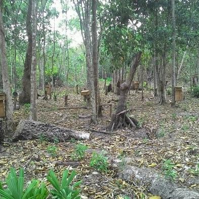

MADU KELULUT 500ML, ASLI DARI HUTAN KALIMANTAN