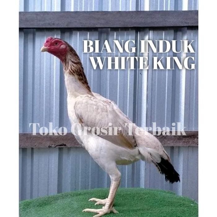 ayam bangkok asli plucker usa white king F1 telur tetas garansi 3