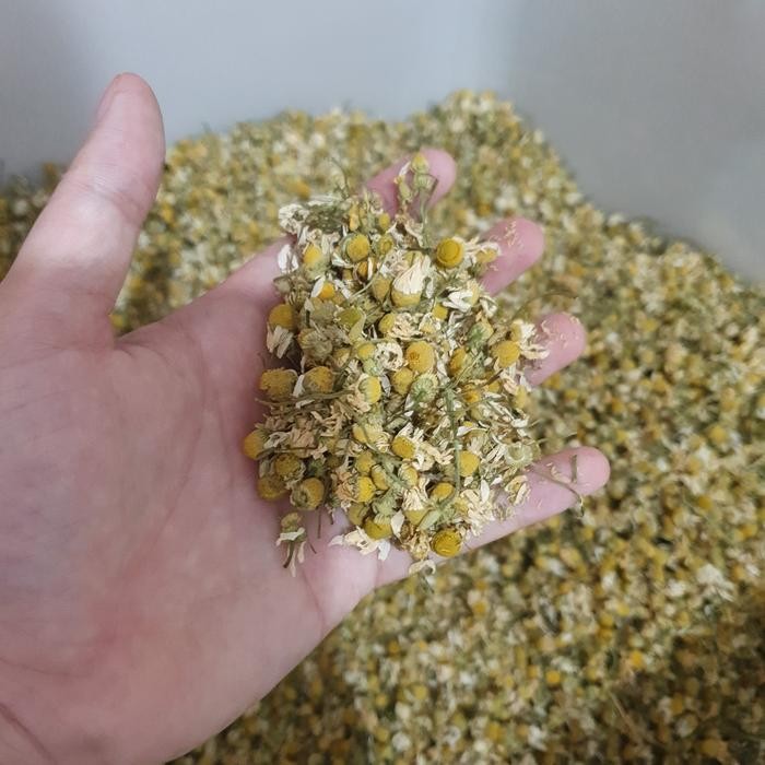 

Pure German Chamomile kering 1kg dried flower 98% (Bubuk disaring)
