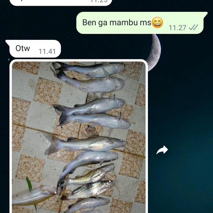 KUCUR SUKADANA LAMPUNG UMPAN BAUNG UMPAN MANCING IKAN BAUNG TERMURAH